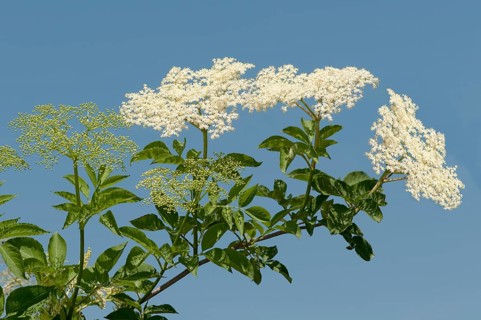 Inflorescence of Black Elder or Elderberry (Sambucus nigra)