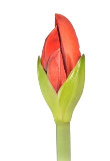 Amaryllis (Hippeastrum)