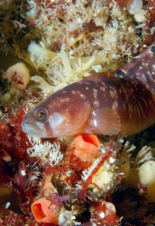 Butterfish (Pholis gunnellus)