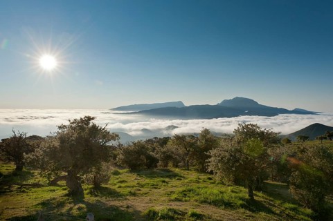 Sun over a landscape with trees