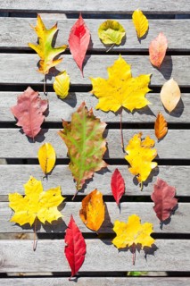 Various autumn leaves