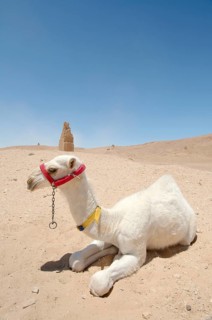 White Arabian Camel (Camelus dromedarius)
