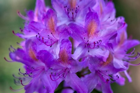 Rhododendron (Rhododendron catawbiense)
