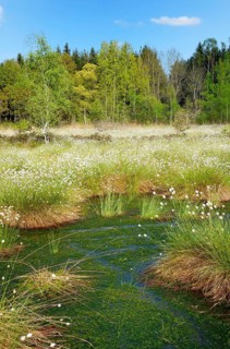 Flooded bog with blooming Hare's-tail Cottongrass