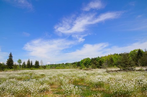 Flooded bog with blooming Hare's-tail Cottongrass