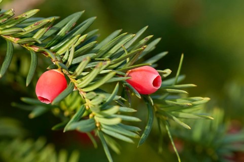 English Yew or European Yew (Taxus baccata)
