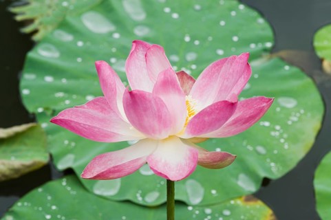 Lotus or Indian Lotus (Nelumbo nucifera)