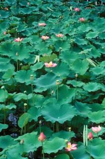 Indian Lotus or Lotus (Nelumbo nucifera)