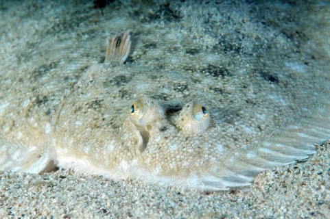 Snouted Sole (Pegusa nasuta)