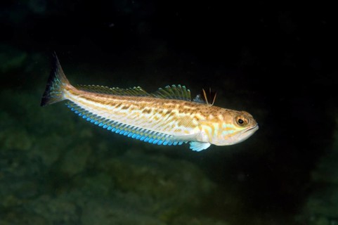 Greater Weever (Trachinus draco)