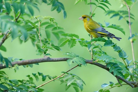 Greenfinch (Carduelis chloris)