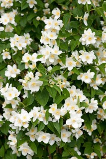 Sweet Mock-orange or English Dogwood (Philadelphus coronary)