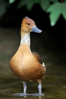Fulvous Whistling Duck (Dendrocygna bicolor)
