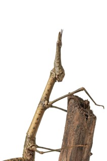 Horse Head Grasshopper (Pseudoproscopia latirostris)