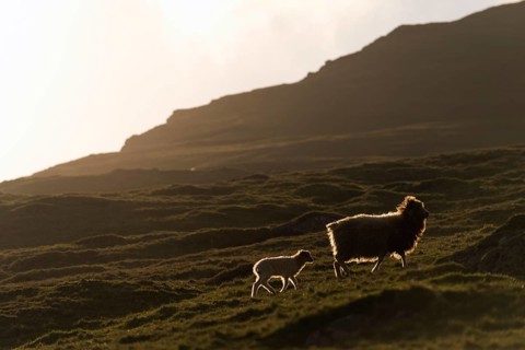 Ewe with a lamb with backlighting