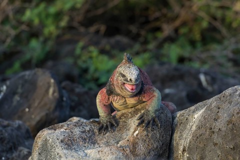 Marine Iguana (Amblyrhynchus cristatus)