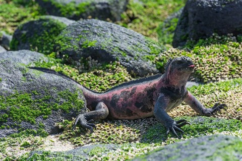 Marine Iguana (Amblyrhynchus cristatus)