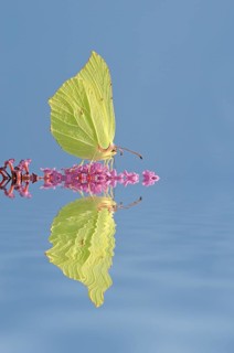 Brimstone (Gonepteryx rhamni)
