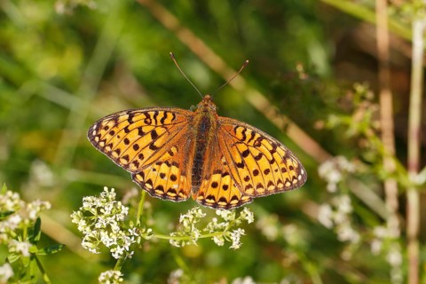 Dark Green Fritillary (Argynnis aglaja) perched on a meadow plant with outstretched wings