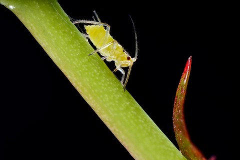 Large Rose Aphid (Macrosiphum rosae)