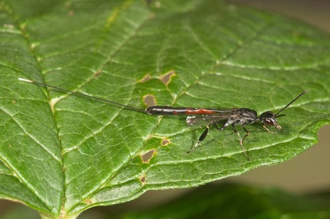Gasteruptiid Wasp (Gasteruption jaculator)