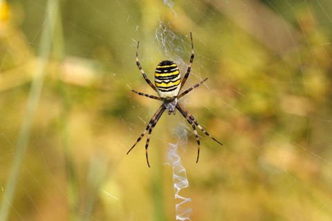 Wasp Spider or Zebra Spider (Argiope bruennichi)