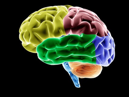 Brain