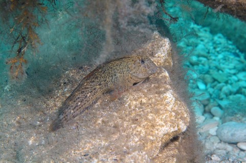 Rusty Blenny (Parablennius sanguinolentus)