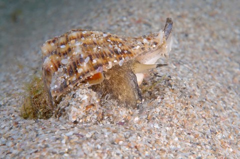Veined Rapa Whelk (Rapana venosa)