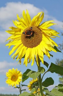 Red Admiral (Vanessa atalanta) butterfly feeding on a sunflower (Helianthus annuus)