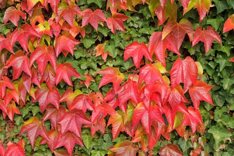 Boston ivy (Parthenocissus tricuspidata) and ivy