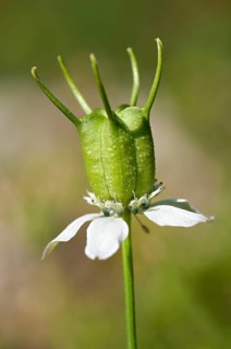 Immature follicle of the genuine Black Cumin (Nigella sativa)