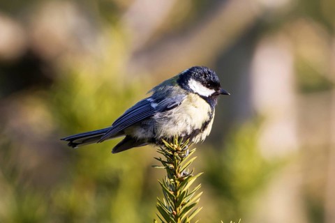 Great Tit (Parus major)