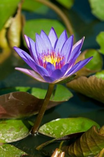 Blue Lotus (Nymphaea caerulea)