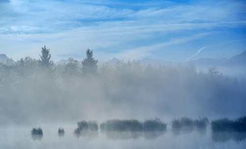 Morning fog over a moor pond