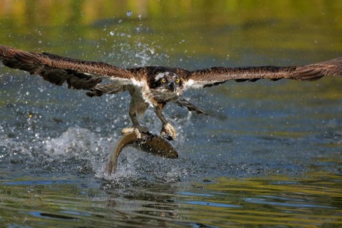 Osprey (Pandion haliaetus) taking flight after a successful hunt with Rainbow Trout (Oncorhynchus mykiss) as prey