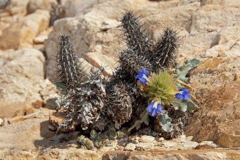 Acanthopsis (Acanthopsis disperma) in its habitat
