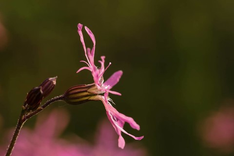 Ragged Robin (Lychnis flos-cuculi)