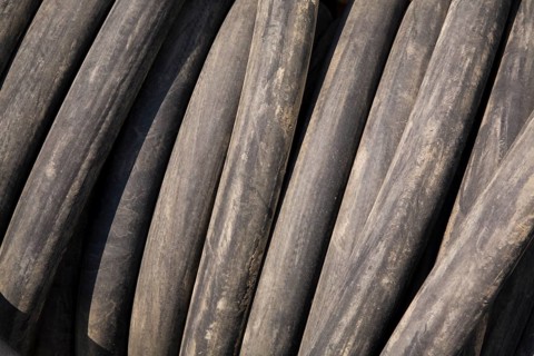 Rolled up black rubber watering hose