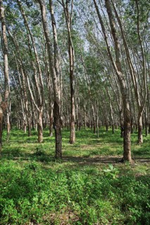 Rubber plantation