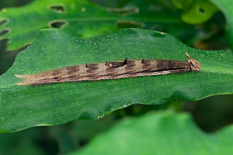 Caterpillar of an Owl Butterfly (Caligo sp.)