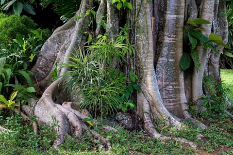 Tropical vegetation