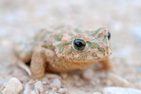 Green toad (Bufo viridis or Pseudepidalea viridis subgroup)