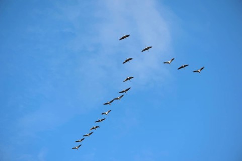 Cranes (Grus grus) flying in formation