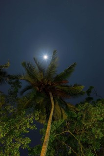 Tropical evening sky with a palm tree