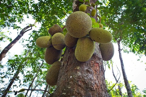 Jackfruit or Jack Tree (Artocarpus heterophyllus)
