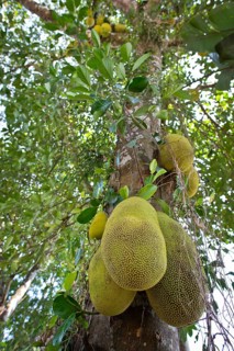 Jackfruit or Jack Tree (Artocarpus heterophyllus)