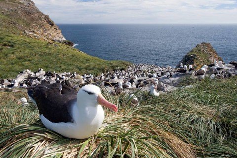Black-browed Albatross or Black-browed Mollymawk (Thalassarche melanophris) perched on tussock grass in breeding colony