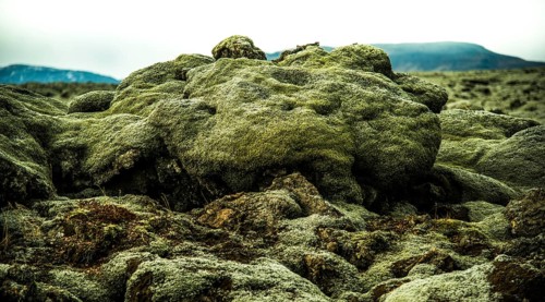 Iceland moss (Cetraria islandica) on lava rocks