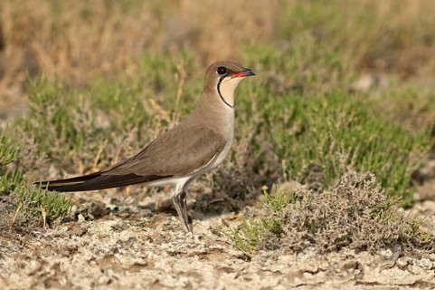 Collared Pratincole or Common Pratincole (Glareola pratincola)